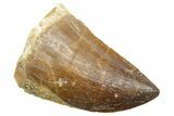 Fossil Mosasaur (Thalassotitan) Tooth - Morocco #364057-1